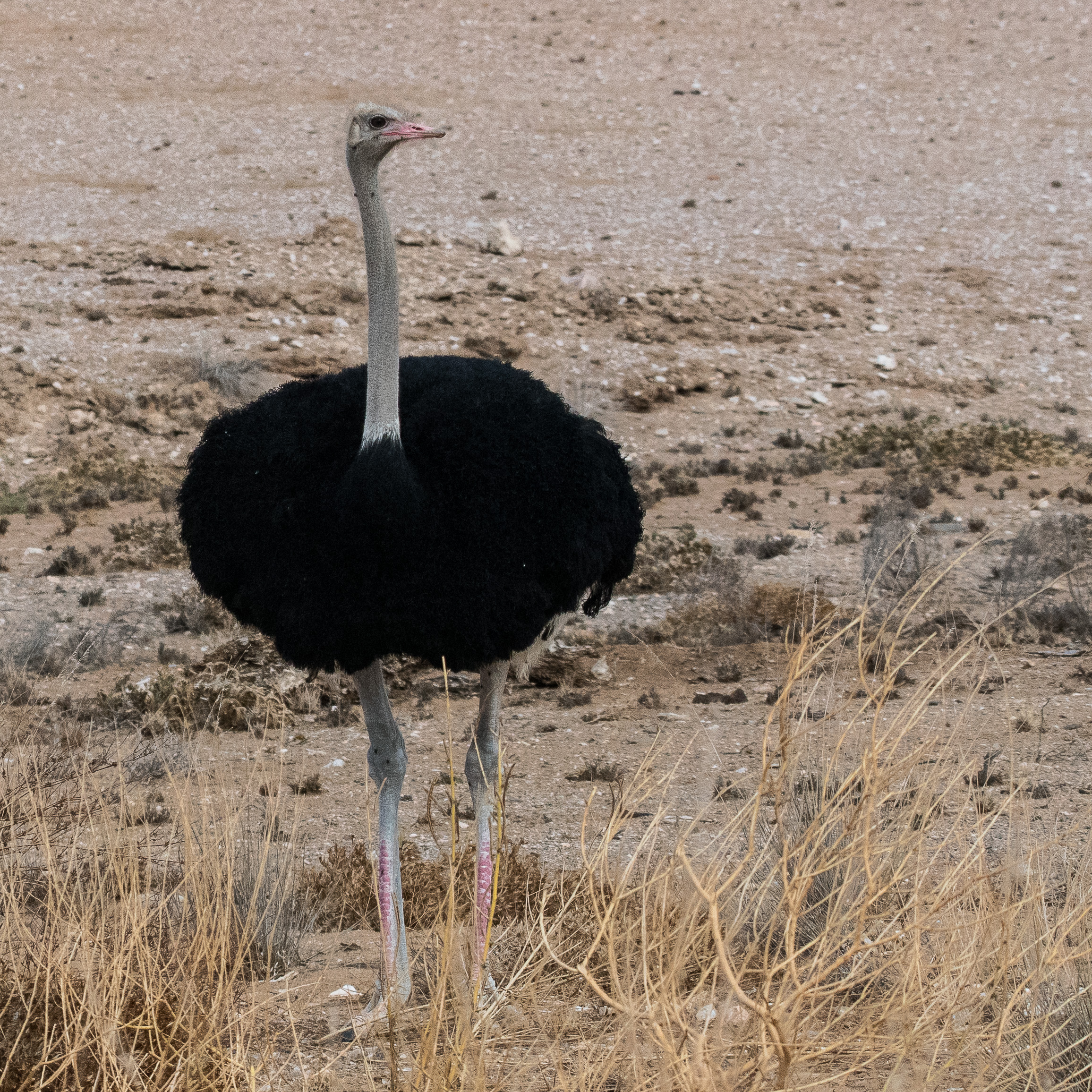 Autruche d'Afrique (Common Ostrich, Struthio camelus), male adulte en plumage internuptial, Désert du Namib, Namibie.